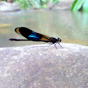 Gossamerwings
