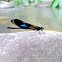 Gossamerwings