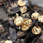 Bird's Nest Fungus sp?