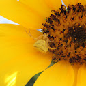 Crab spider / Aranha Caranguejo