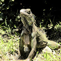 Green Iguana