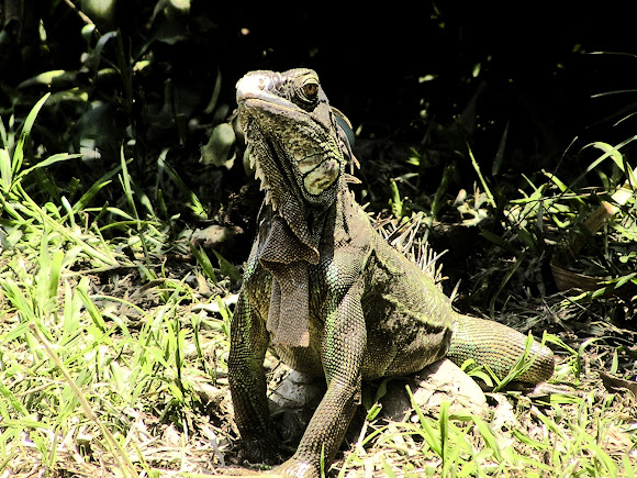 Spotting Image 1