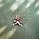 Moth.