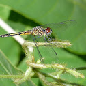Blue Dasher