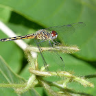 Blue Dasher
