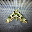 Pandorus sphinx moth