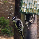 Downy Woodpecker