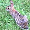 Rabbit