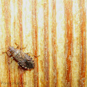 Orsillus depressus