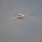 Water Strider