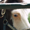 Blue Eyes