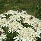 hogweed
