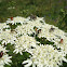 hogweed