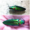 Jewel Beetle