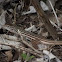 Texas Spotted Whiptail
