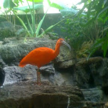 Birds in Brooklyn