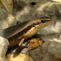 Bronze Grass Skink