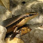 Bronze Grass Skink
