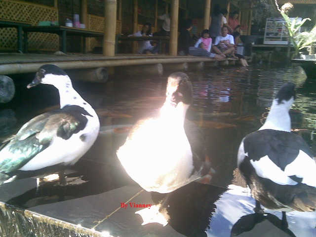Unknown Duck in Koi Pond