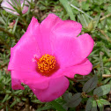 Moss Rose