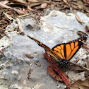 Monarch Butterfly