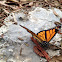 Monarch Butterfly