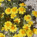Wallace's Woolly Daisy