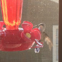 Ruby-throated Hummingbird (female)
