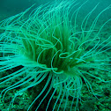 Cnidaria