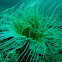 Cnidaria