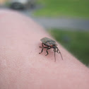 Firefly