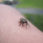 Firefly