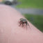 Firefly