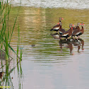 Black-bellied Whistling Duck