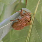 cicada husk