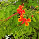 Peacock flower