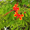 Peacock flower