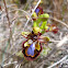 Mirror bee orchid