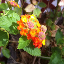 Lantana Bandana Orange Sunrise