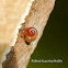 channeled applesnail,