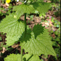 Garlic Mustard