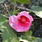 Hardy Hibiscus