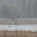 northern harrier