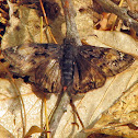 Duskywing