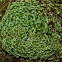 moss
