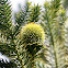 Pehuén (Femenino) / Monkey-puzzle Tree (Female)