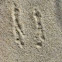 Very small marsupial prints