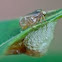 spittle bug