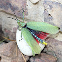 Green Milkweed Locust or African Bush Grasshopper