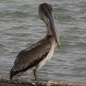 Brown Pelican (Juvenile)